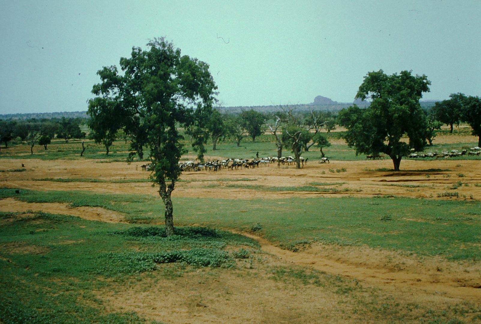 Sahel