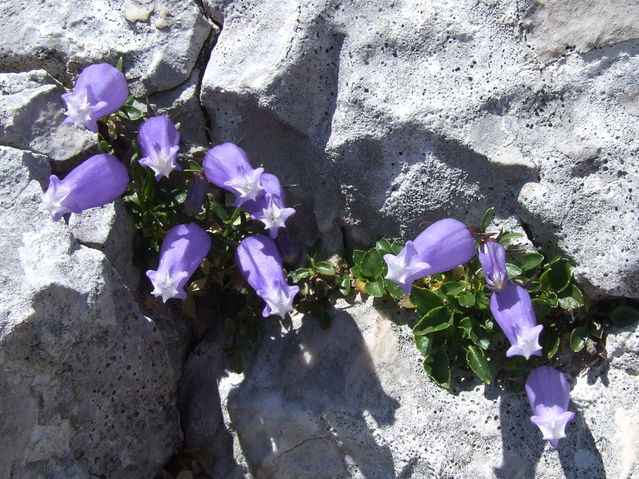 Zoisova zvončnica