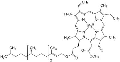 Strukturna formula klorofila A