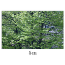 album1.png<>Drevo