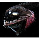 Photostomias2.jpg<>Globokomorska riba