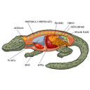 0306_krokodil_ts_shema2.jpg<>Zgradba krokodila
