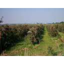 0401_sadovnjak_plantazni.jpg<>Plantaža jablan: drevesa so zasajena in obrezana tako, da je čim lažja nega dreves ter obiranje plodov.