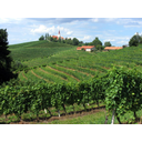 0401_vinograd_jeruzalem.jpg<>Vinograd je nasad vinske trte.