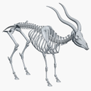 GoatSkeleton_CM_wire-7.jpg3592e821-780d-4711-b3c6-3df7a7b9ef9fLarge.jpg<>okostje koze