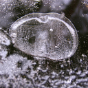 455545967_a919daa595_z.jpg<>Enoceličar