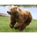 637px-Brown_bear_(Ursus_arctos_arctos)_running.jpg<>Vsejedec