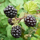 600px-Cultivated_Blackberry,_Rubus_fruticosus_-_geograph.org.uk_-_1426305.jpg<>Užitni plodovi navadne robide