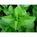 Mint-leaves-2007.jpg<>