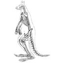 378px-PSM_V08_D430_Skeleton_of_the_kangaroo.jpg<>Kenguru
