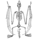 462px-PSM_V09_D563_Skeleton_of_flying_fox.jpg<>Netopir