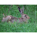 640px-Lepus_europaeus_2010.JPG<>Poljski zajec