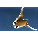 640px-Red_tailed_tropic_bird.jpg<>