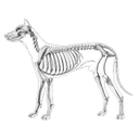 726px-Dog_anatomy_lateral_skeleton_view.jpg<>Pes