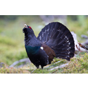 David_Palmer_Capercaillie.jpg<>Divji petelin