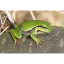 Hyla_arborea_-_rzekotka_drzewna2.jpg<>Zelena rega