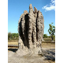 200px-Termite_Cathedral_DSC03570.jpg<>termitnjak
