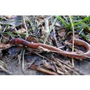 20060131_earthworm_hits_dirt.jpg<>Deževnik - kopenska žival, ki živi v prsti