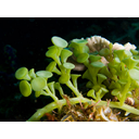 640px-Caulerpa_racemosa_algae.jpg<>Alge - rastline, ki živijo v vodi