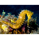 Hippocampus_hystrix_(Spiny_seahorse)_yellow.jpg<>Morski konjiček - vrsta ribe