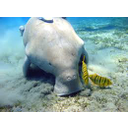 dugong.jpg<>Dugong