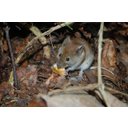 mouse-385095_640.jpg<>Miš