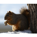 592px-Squirrel_Eating_a_peanut.jpg<>Veverica