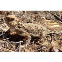Desert_Horned_Lizard.jpg<>Puščavski kuščar