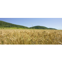 706f6c6a6520c5be697461.jpg<>Prirejeno okolje - polje žita